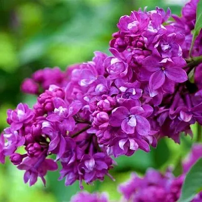 Сирень ОГНИ ДОНБАССА  Сирень ОГНИ ДОНБАССА в Самохваловичи