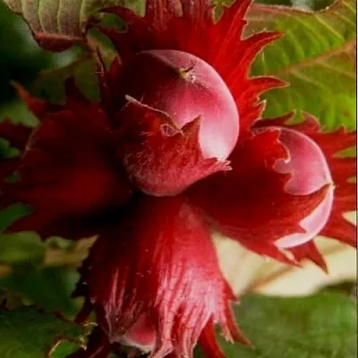 Фундук БАГРЯНЕЦ  Фундук БАГРЯНЕЦ в Самохваловичи