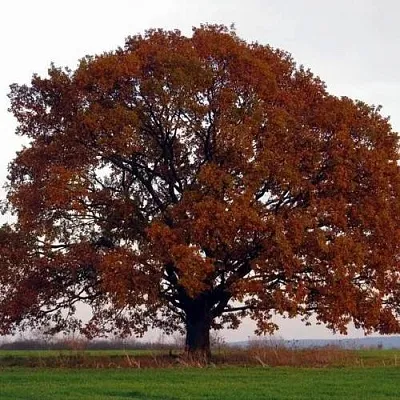 Дуб скальный  Дуб скальный в Самохваловичи
