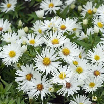 Астра кустарниковая Кристина Астра кустарниковая Кристина