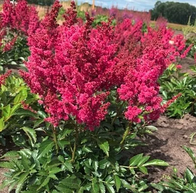 Астильба ЛАКИ ДЕЙ Арендса  Астильба ЛАКИ ДЕЙ Арендса в Самохваловичи