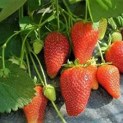 Клубника РОКСАНА  Клубника РОКСАНА в Самохваловичи