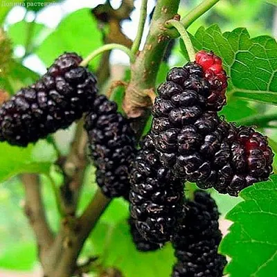 Шелковица Иллинойс Эвербеаринг Шелковица Иллинойс Эвербеаринг