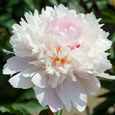 Пион АЛЕРТИ травянистый  Пион АЛЕРТИ травянистый в Самохваловичи