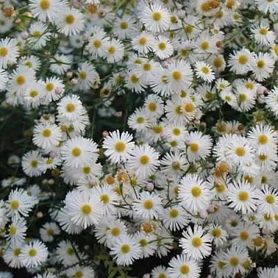 Болтония СНОУБЭНК  Болтония СНОУБЭНК в Самохваловичи