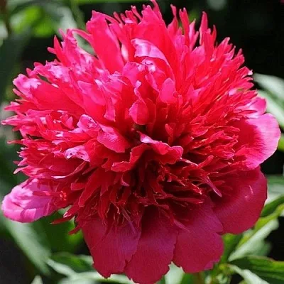 Пион МЭНИ ХЭППИ РИТЕРНЗ травянистый  Пион МЭНИ ХЭППИ РИТЕРНЗ травянистый в Самохваловичи