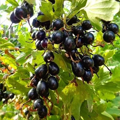 Смородина золотистая ОВАЛЬНАЯ  Смородина золотистая ОВАЛЬНАЯ в Самохваловичи