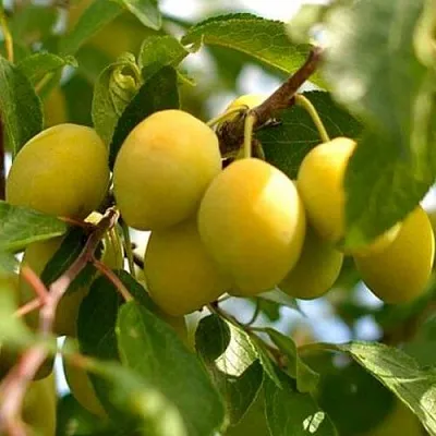 Слива ОЧАКОВСКАЯ ЖЕЛТАЯ  Слива ОЧАКОВСКАЯ ЖЕЛТАЯ в Самохваловичи