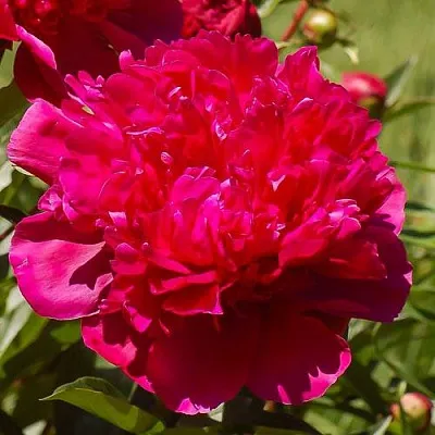 Пион БИГ БЕН травянистый  Пион БИГ БЕН травянистый в Самохваловичи