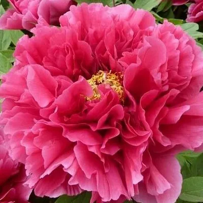 Пион КОРОЛЕВСКИЙ ЦВЕТОК древовидный  Пион КОРОЛЕВСКИЙ ЦВЕТОК древовидный в Самохваловичи