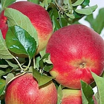 Яблоня СЕНАТОР колонновидная  Яблоня СЕНАТОР колонновидная в Самохваловичи