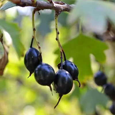 Смородина золотистая ДУСТЛИК  Смородина золотистая ДУСТЛИК в Самохваловичи