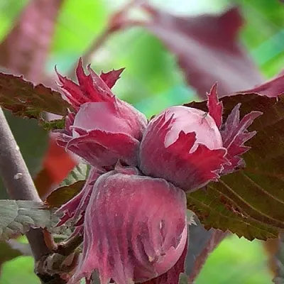 Фундук КАРДИНАЛ  Фундук КАРДИНАЛ в Самохваловичи