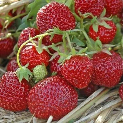 Клубника ЗЕНГА-ЗЕНГАНА  Клубника ЗЕНГА-ЗЕНГАНА в Самохваловичи