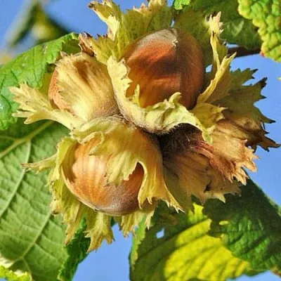 Фундук ТОНДА РОМАНА  Фундук ТОНДА РОМАНА в Самохваловичи