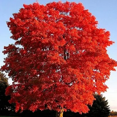 Дуб красный  Дуб красный в Самохваловичи