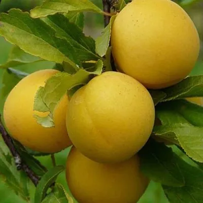 Слива СОЛНЫШКО  Слива СОЛНЫШКО в Самохваловичи