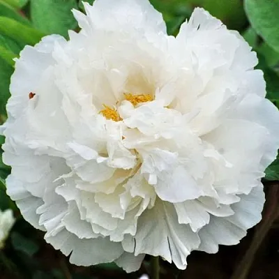 Пион БЕЛЫЙ СНЕГ древовидный  Пион БЕЛЫЙ СНЕГ древовидный в Самохваловичи
