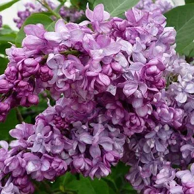 Сирень ГЕНЕРАЛ ПЕРШИНГ  Сирень ГЕНЕРАЛ ПЕРШИНГ в Самохваловичи