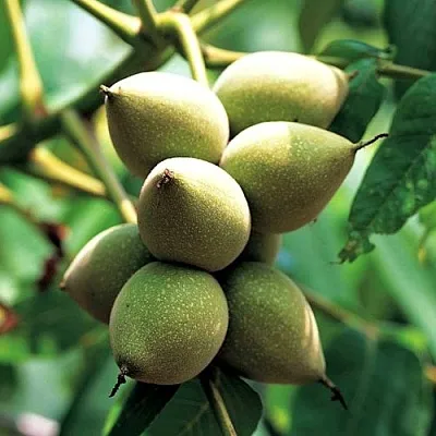 Орех МАНЬЧЖУРСКИЙ  Орех МАНЬЧЖУРСКИЙ в Самохваловичи