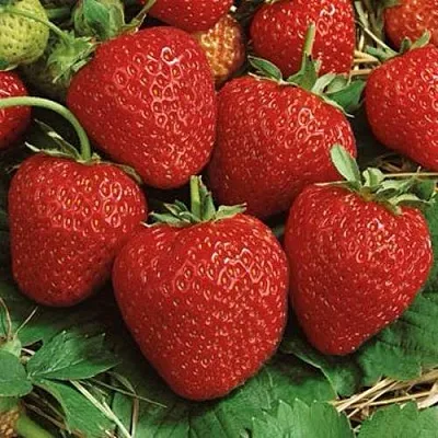 Клубника КОРОНА  Клубника КОРОНА в Самохваловичи