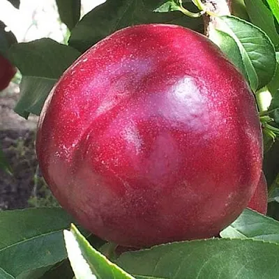 Нектарин ЭКСТРИМ БЬЮТИ  Нектарин ЭКСТРИМ БЬЮТИ в Самохваловичи