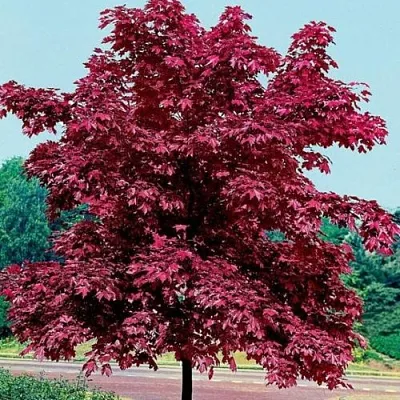 саженцы клена саженцы клена