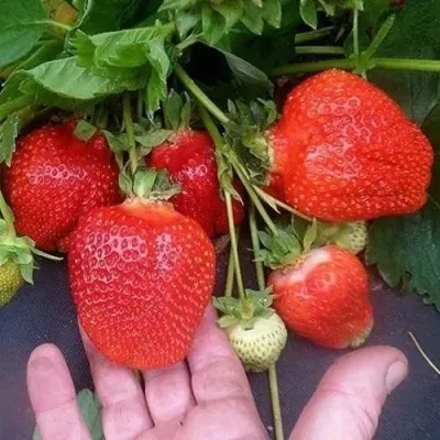 Клубника АЗИЯ в Самохваловичи