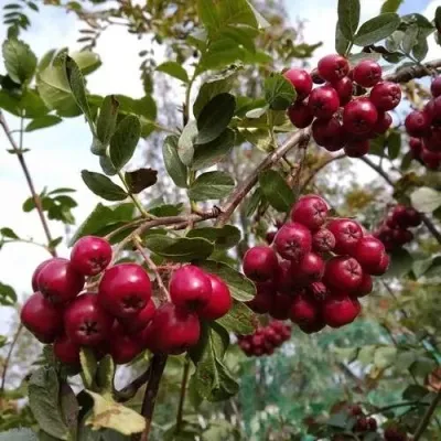 Рябина ГРАНАТНАЯ сладкоплодная в Самохваловичи