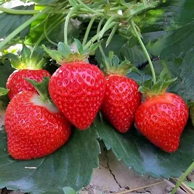 Клубника ТЕА  Клубника ТЕА в Самохваловичи