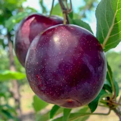 Слива АНЖЕЛИНО  Слива АНЖЕЛИНО в Самохваловичи