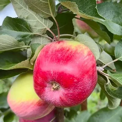 Яблоня АРБАТ колонновидная  Яблоня АРБАТ колонновидная в Самохваловичи