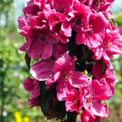 Яблоня МАЛИНОВОЕ ОЖЕРЕЛЬЕ колонновидная  Яблоня МАЛИНОВОЕ ОЖЕРЕЛЬЕ колонновидная в Самохваловичи