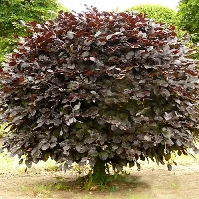 Бук лесной АТРОПУНИЦЕА  Бук лесной АТРОПУНИЦЕА в Самохваловичи