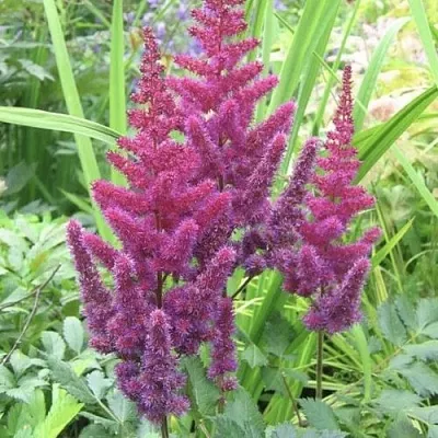 Астильба КАРАОКЕ ПАРТИ китайская  Астильба КАРАОКЕ ПАРТИ китайская в Самохваловичи