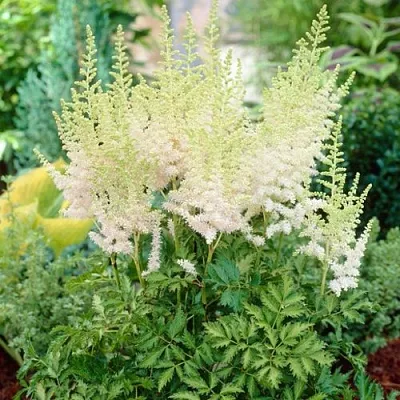 Астильба МИЛК ЭНД ХАНИ китайская  Астильба МИЛК ЭНД ХАНИ китайская в Самохваловичи