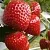 Клубника АРГЕНТЕРА в Самохваловичи