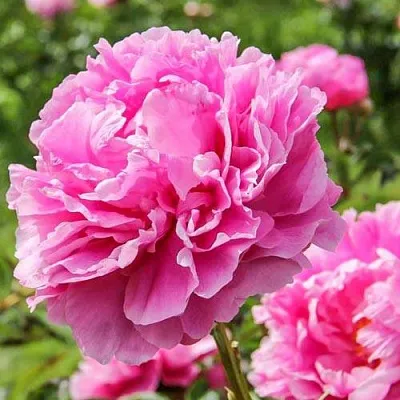 Пион АЛЕКСАНДР ФЛЕМИНГ травянистый  Пион АЛЕКСАНДР ФЛЕМИНГ травянистый в Самохваловичи