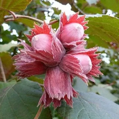 Фундук СКАРЛЕТТ  Фундук СКАРЛЕТТ в Самохваловичи