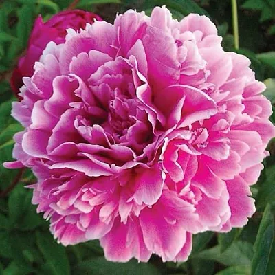 Пион ПУРПУРНАЯ ФЕЕРИЯ травянистый  Пион ПУРПУРНАЯ ФЕЕРИЯ травянистый в Самохваловичи