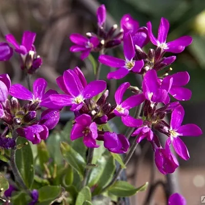 Арабис РОУЗ делайт  Арабис РОУЗ делайт в Самохваловичи