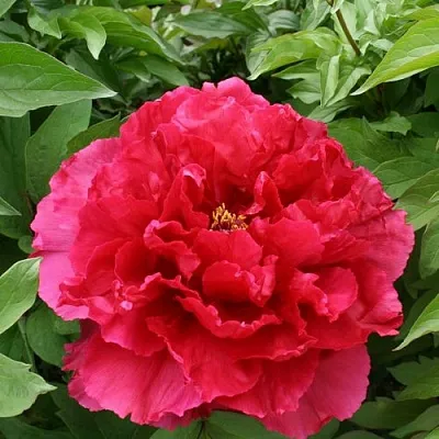 Пион АРОМАТНОЕ ВОСПОМИНАНИЕ древовидный  Пион АРОМАТНОЕ ВОСПОМИНАНИЕ древовидный в Самохваловичи