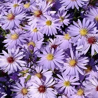 Астра БЛЮ ХЕВЕН сердцелистная  Астра БЛЮ ХЕВЕН сердцелистная в Самохваловичи