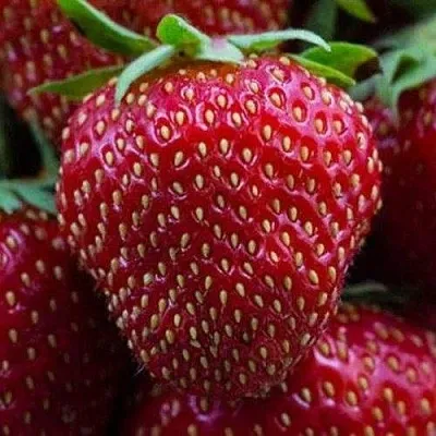 Клубника НАНДИ  Клубника НАНДИ в Самохваловичи