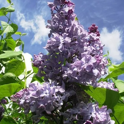 Сирень КРЫЛЬЯ НАДЕЖДЫ  Сирень КРЫЛЬЯ НАДЕЖДЫ в Самохваловичи