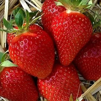 Клубника СИБИЛЛА  Клубника СИБИЛЛА в Самохваловичи