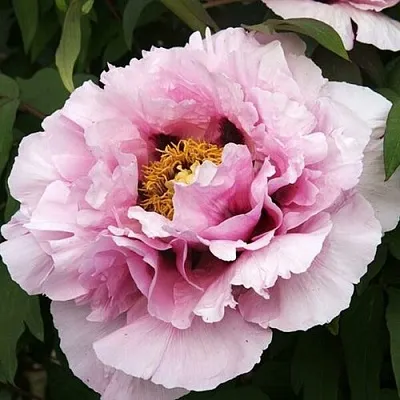 Пион РОЗОВАЯ РЕКА древовидный  Пион РОЗОВАЯ РЕКА древовидный в Самохваловичи