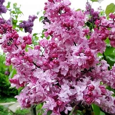 Сирень ОЛИМПИАДА КОЛЕСНИКОВА  Сирень ОЛИМПИАДА КОЛЕСНИКОВА в Самохваловичи