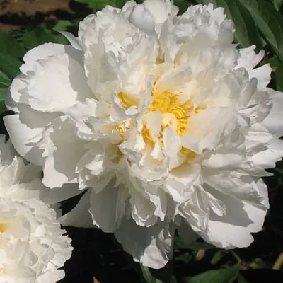 Пион БОУЛ ОФ КРИМ травянистый  Пион БОУЛ ОФ КРИМ травянистый в Самохваловичи