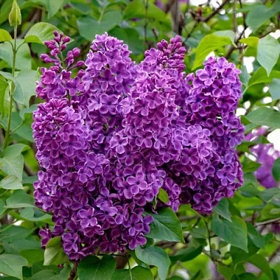 Сирень СУМЕРКИ  Сирень СУМЕРКИ в Самохваловичи